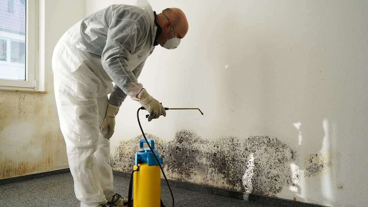 The task of clearing mould is best left to the professionals.