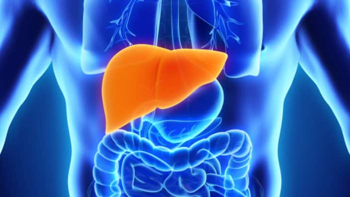 Liver