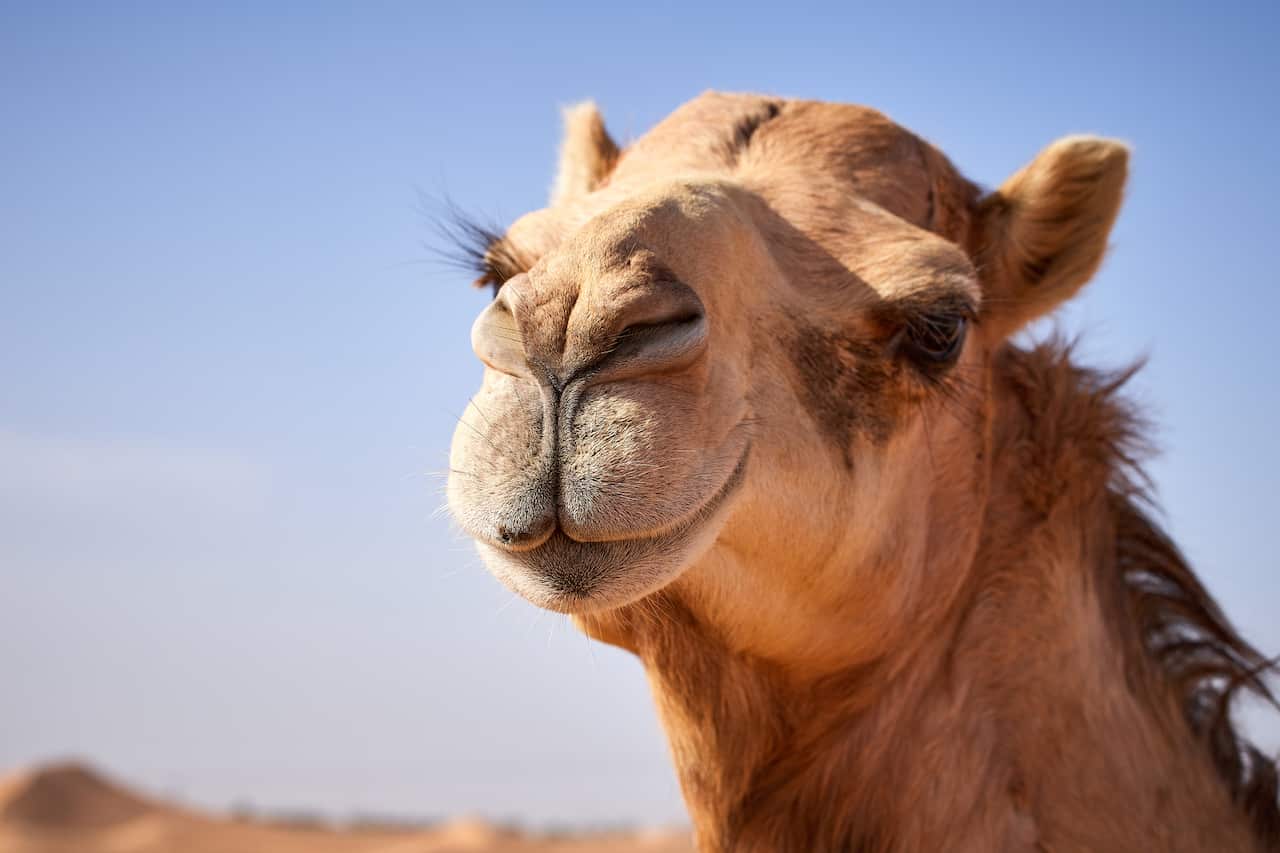 Camel Portrait