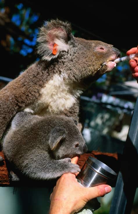 Koala and baby being fed at Koala Hospital.