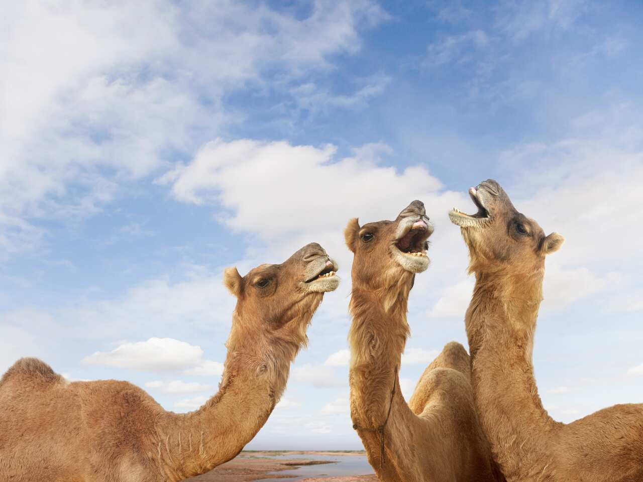 Camels braying at the Pushkar Camel Festiival, Rajasthan, India
