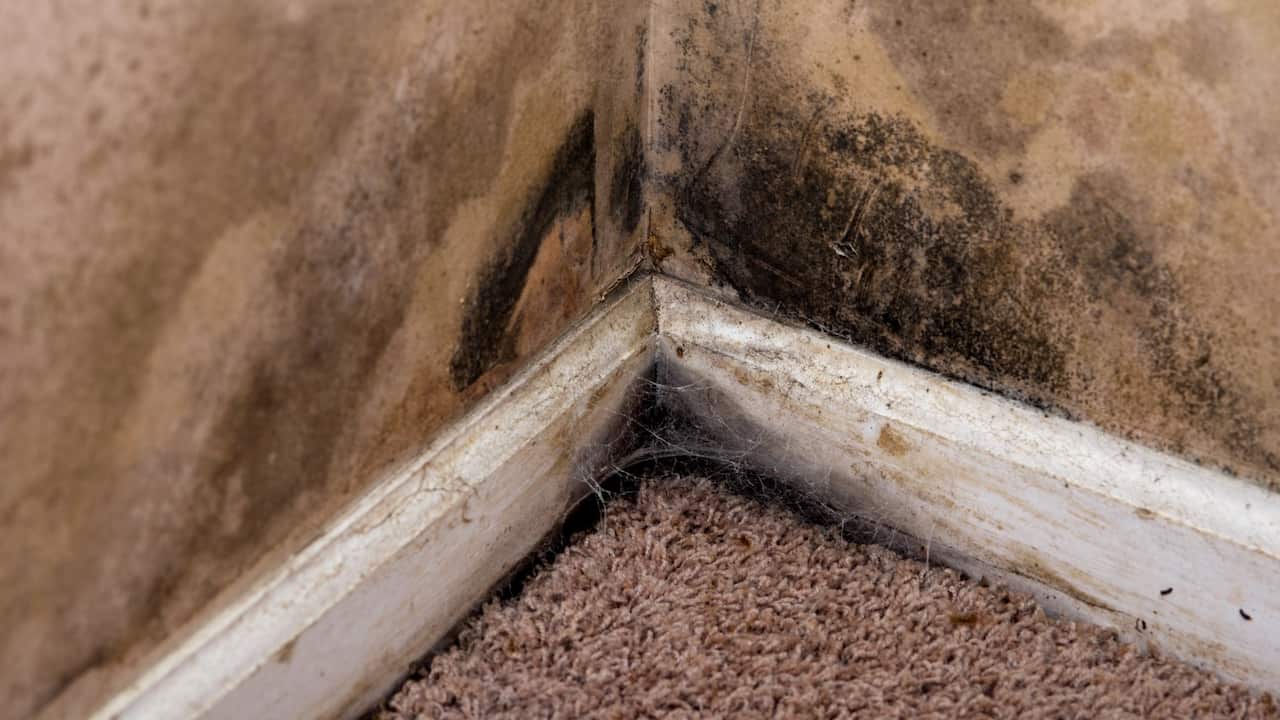 Muffa sulle pareti di una casa con problemi di perdite d'acqua