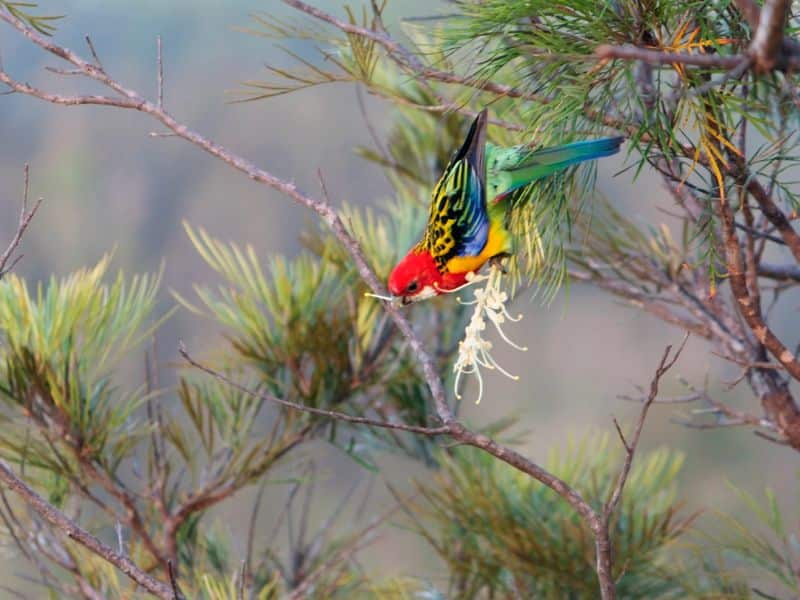 Grevilleas produce pretty flowers with large amounts of nectar to attract both bees and birds to the garden.