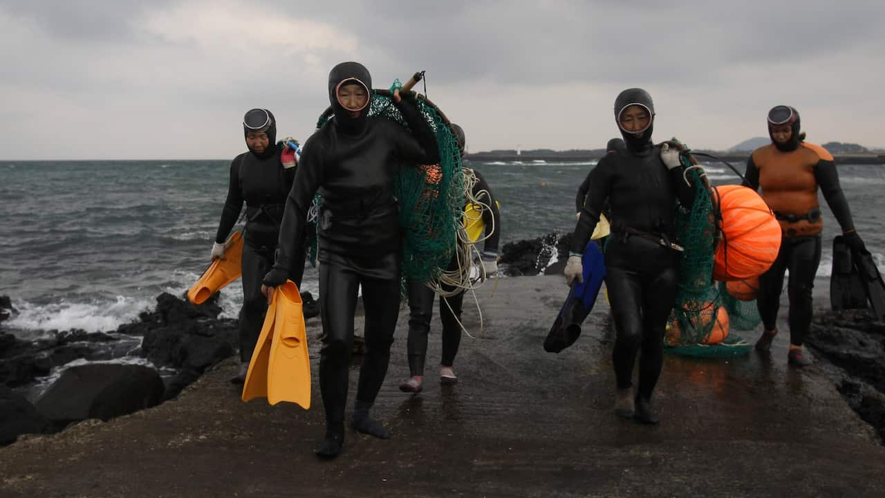 JEJU, SOUTH KOREA - NOVEMBER 06: South Korean haenyeo exit the water after catching turban shells and abalones while diving on November 6, 2015 in Jeju, South Korea. "Haenyeo," or Sea Women are the female divers in Jeju Island. 