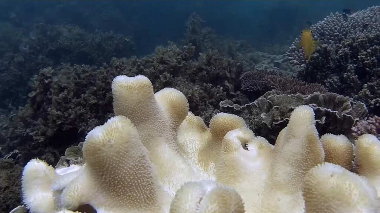 Heavily bleached soft coral off Magnetic Island.