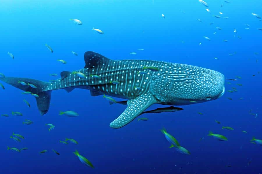 Whale shark at Cenderawasih Bay waters.