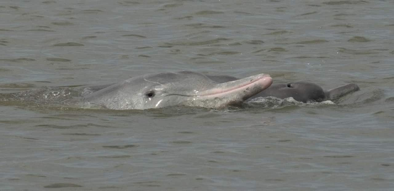 Dangerous Dolphins 