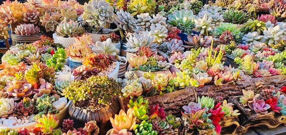 There are more than 300 succulents in Ms Tanag's garden