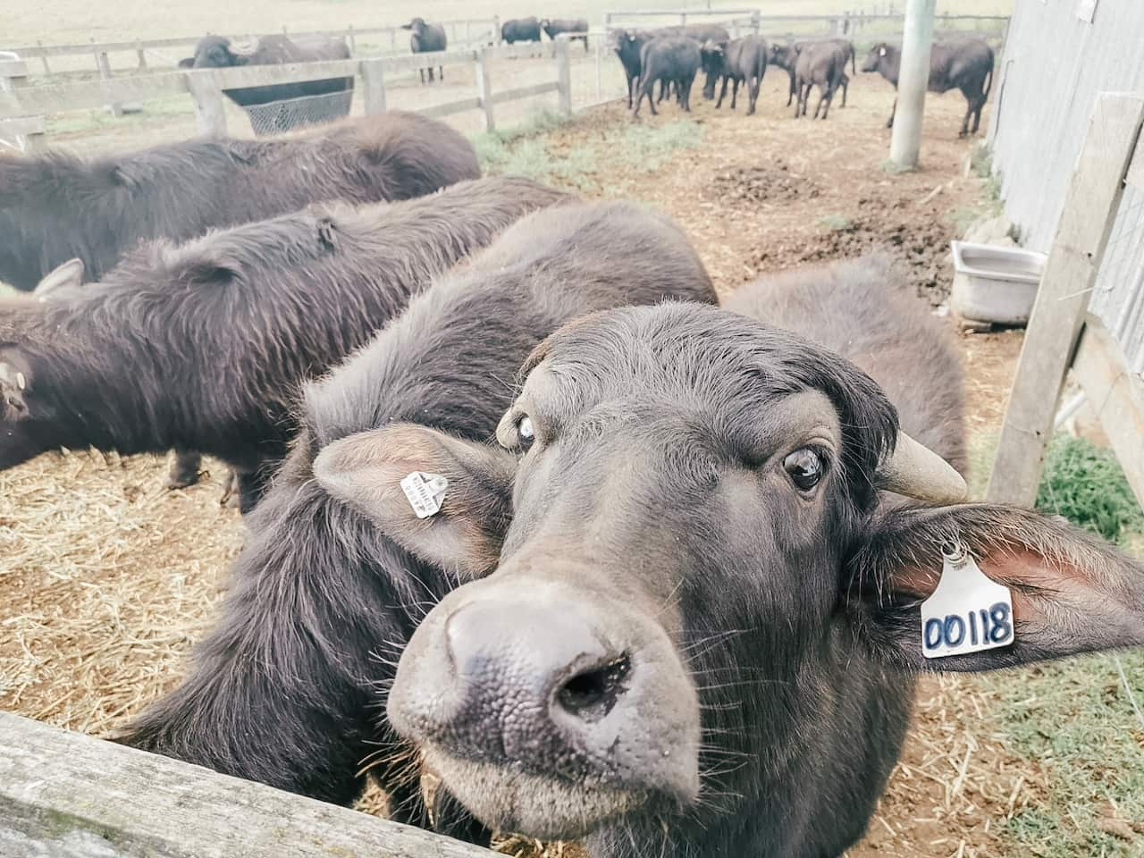 Burraduc Buffalo