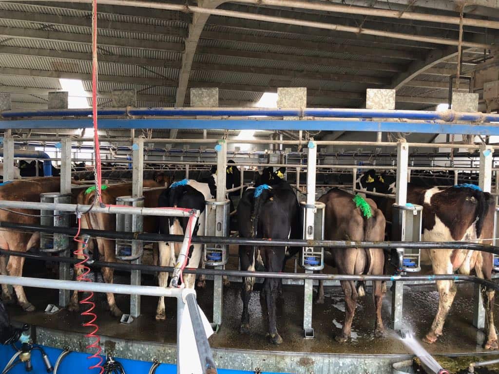 Australian Dairy Farm
