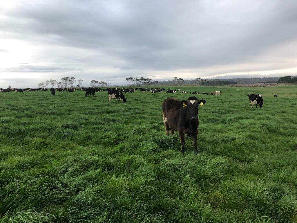 Dairy Farm