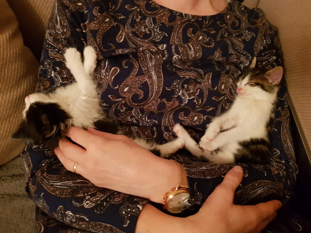 Kittens