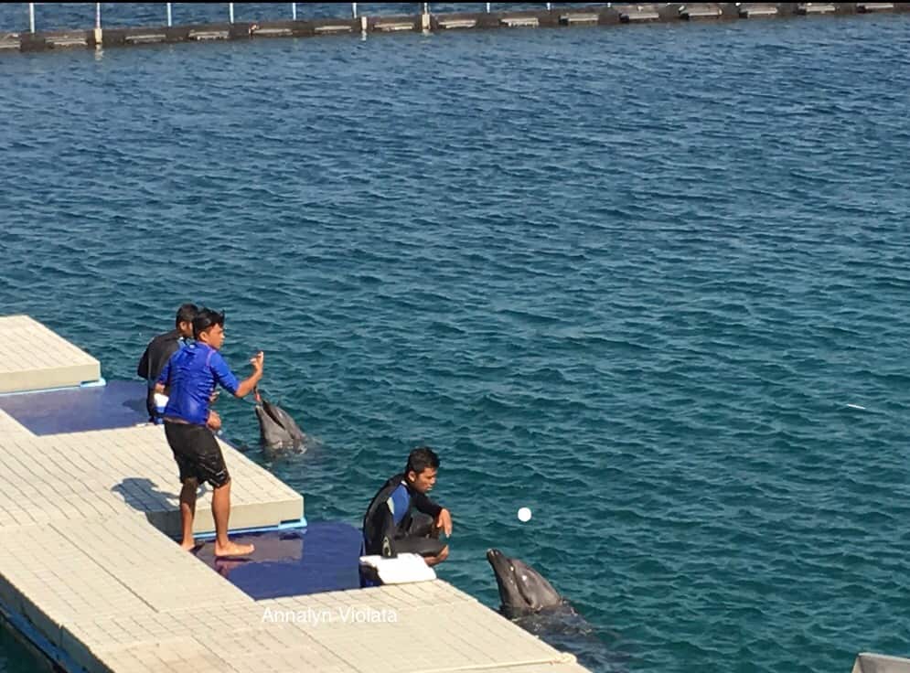 Dolphins