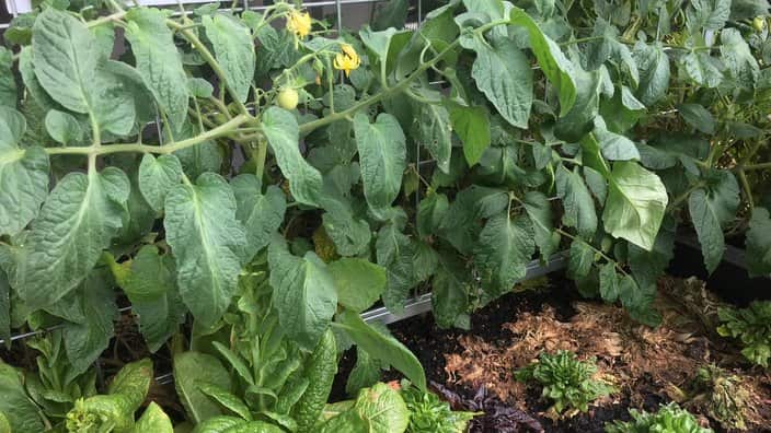 Vegetable prices