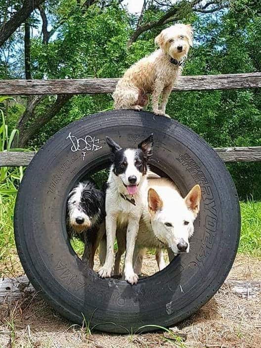 Animals