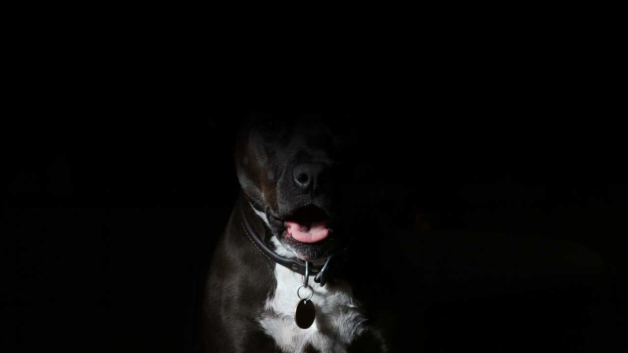 Sample image of a Staffordshire Terrier dog (not related to the incident)