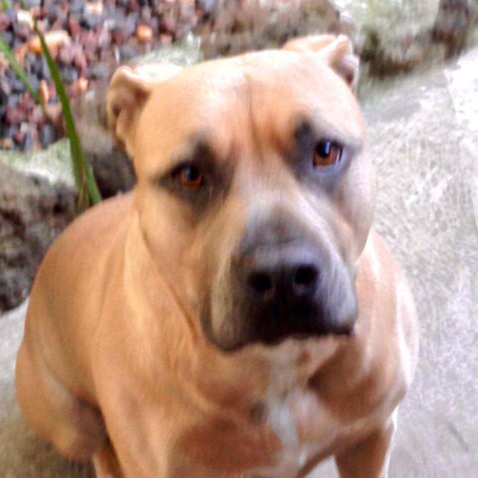 The dog, named Junior, believed responsible for the attack.