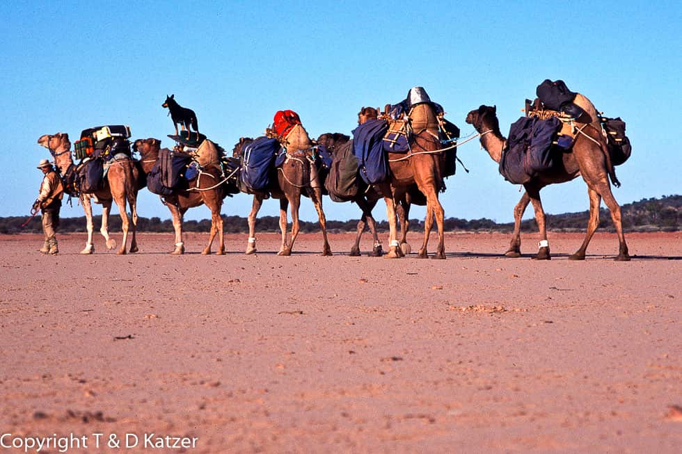 Denis Katzer führt seine Karawane durch die Wüsten. Red Earth Expedition:  7.000 Km zu Fuß durchs Australische Outback.