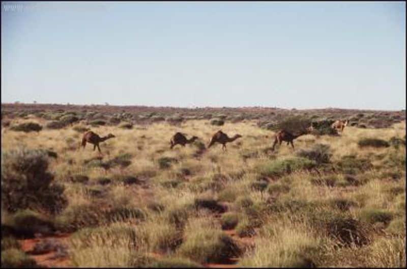 Kamele im Outback