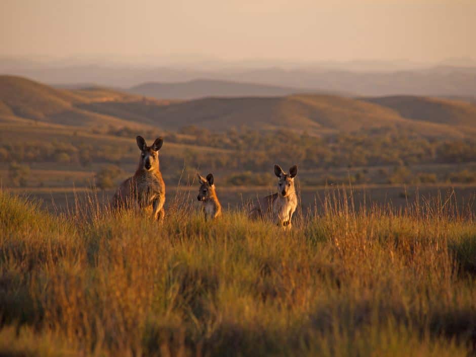 Flinders Ranges National Park