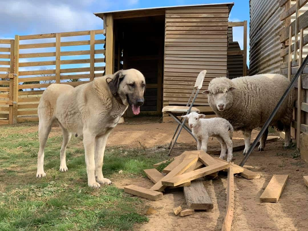 Anatolian Shepherd Kangal