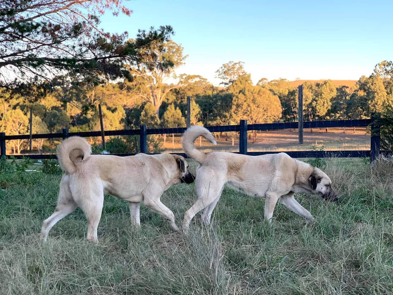 Anatolian Shepherd Dog - Kangal