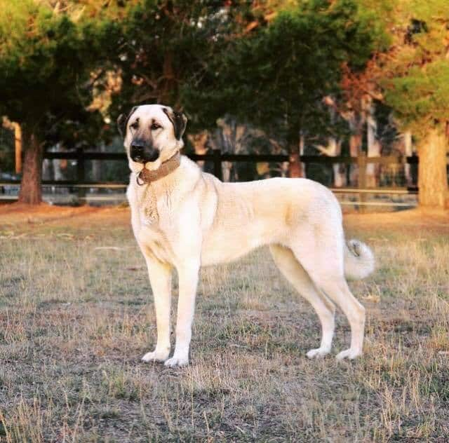 kangal 