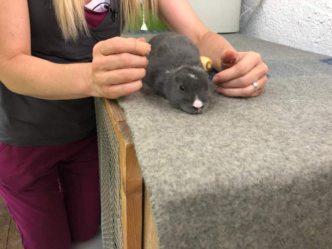 Rabbit with no ears