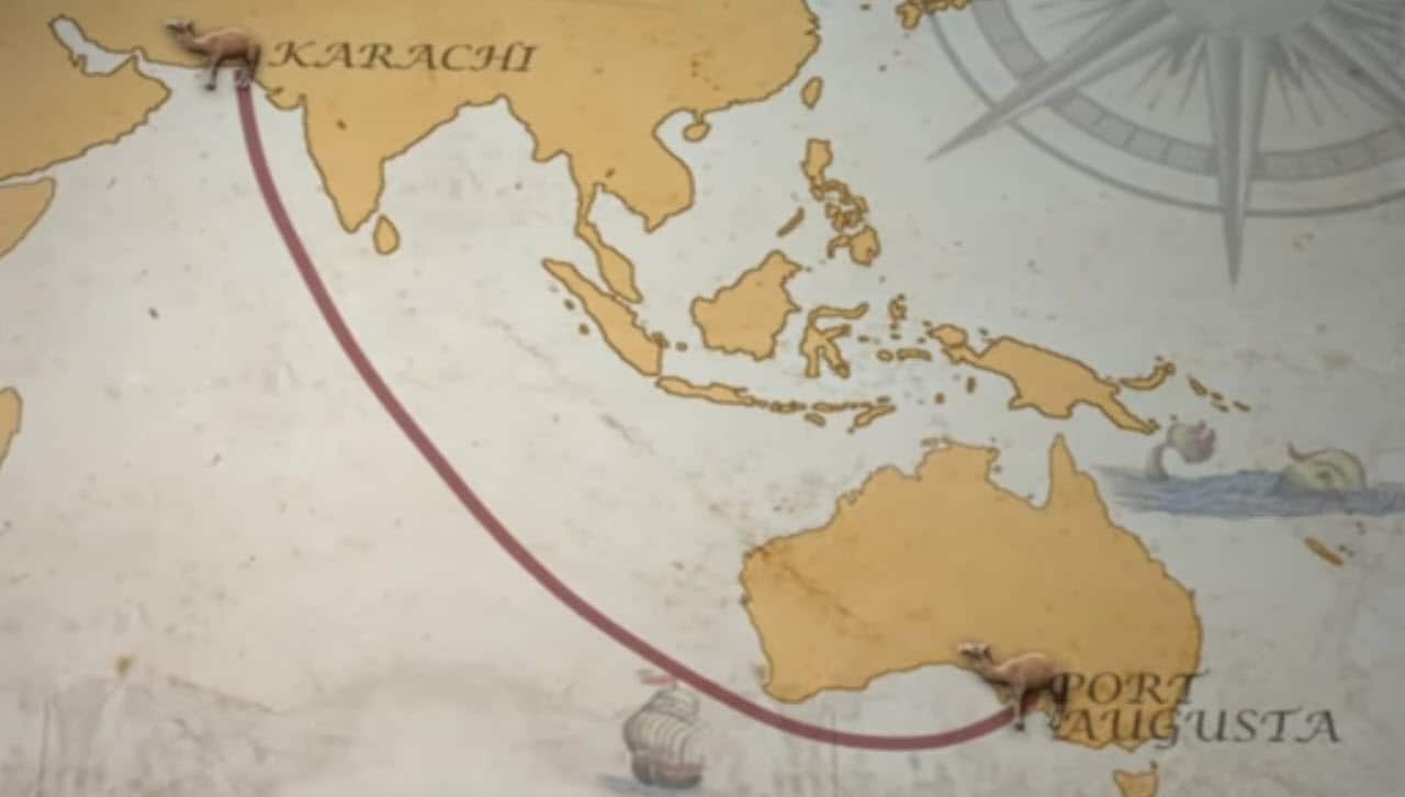 Camel Migration route illustrated by  Al Jazeera TV: Camels in the  outback 