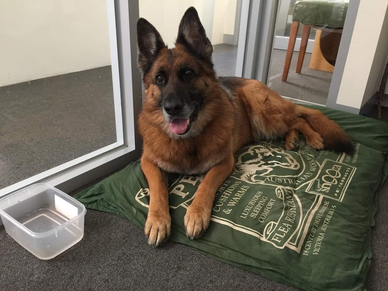 Kaya German Therapy Dog Deutsche Schule Melbourne