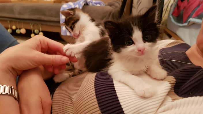 Kittens
