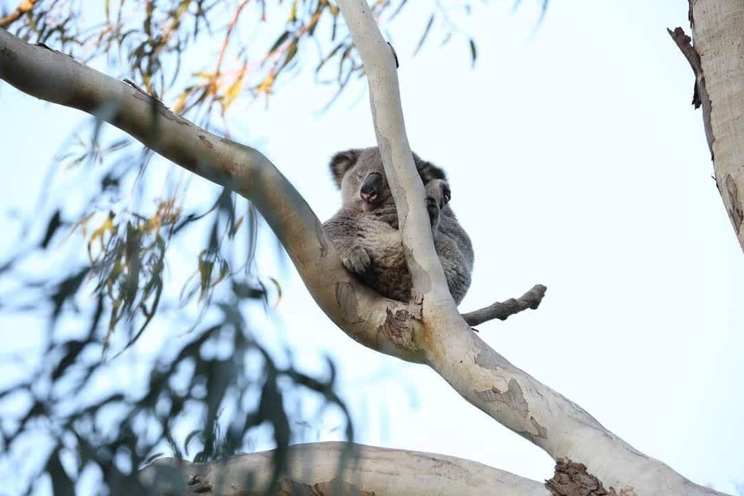 koala
