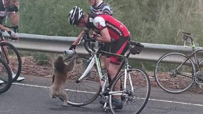 A cyclist is giving water to a thirsty koala