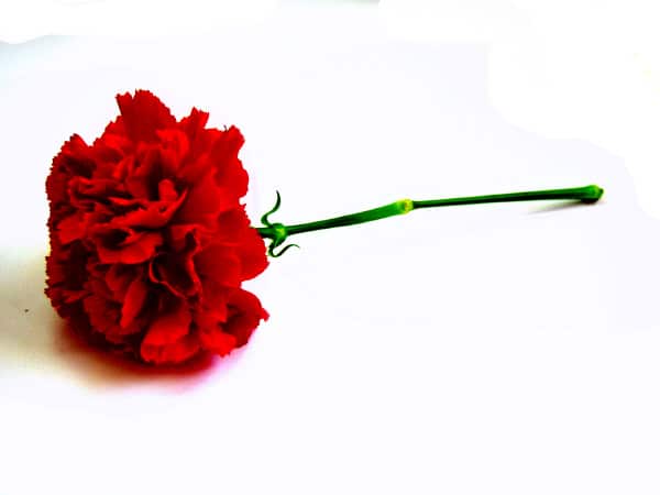 In South Korea, Parents' Day (Korean: 어버이날 Eobeoinal) is annually held on May 8.