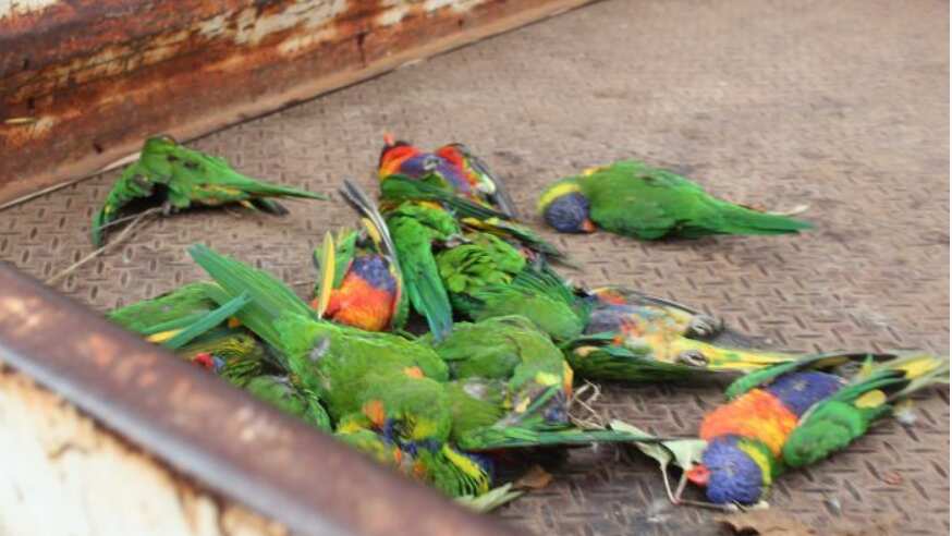 man fined for killing lorikeet