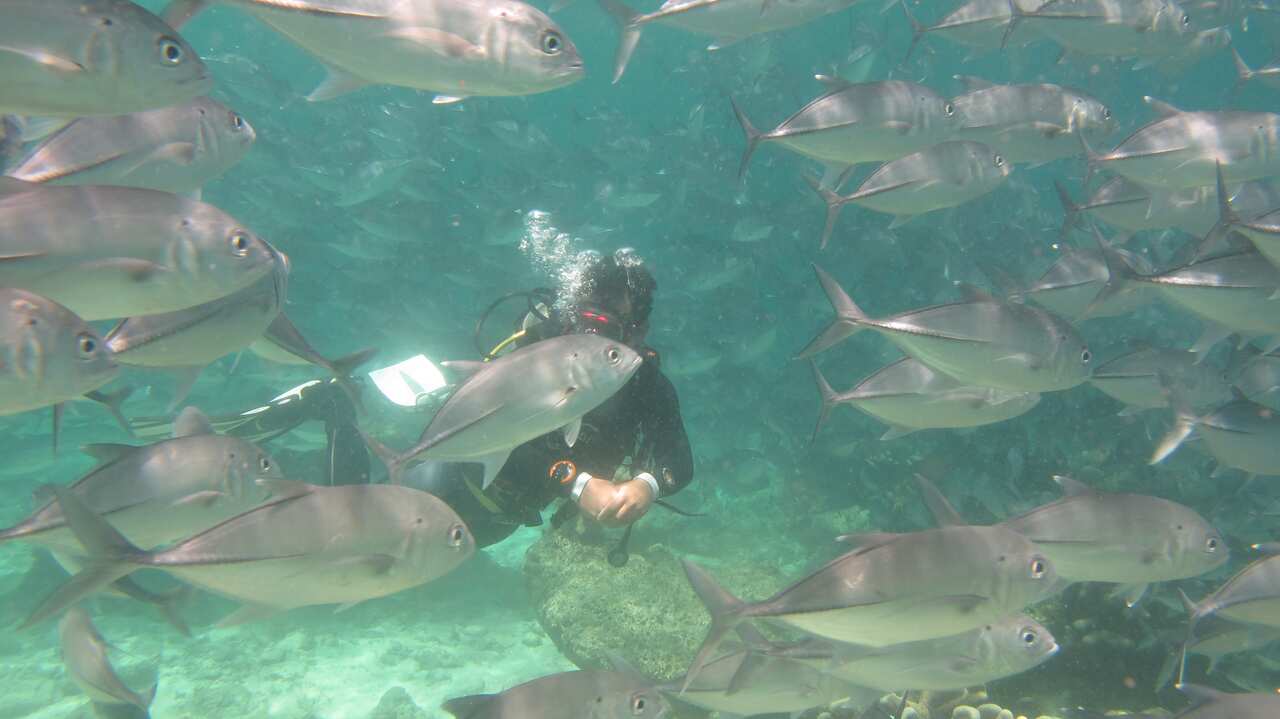 scuba image