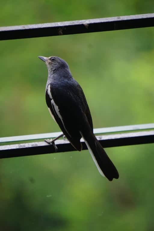 Magpie at house window