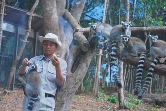 Lemur catta