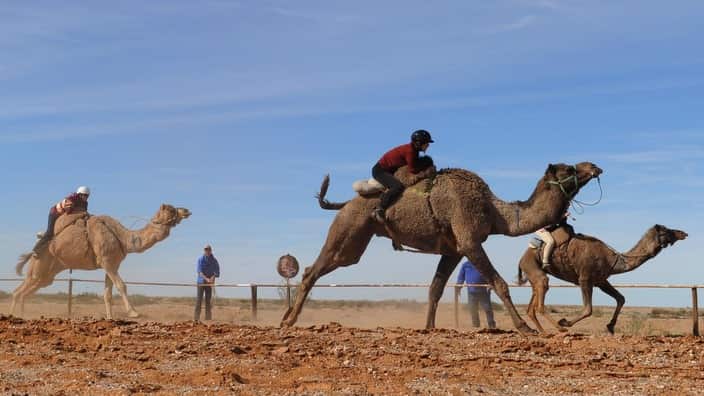Jockeys riding camels during the Marree 2010 Australian Camel Cup camel races at Maree, South Australia, Friday, July 3, 2010. A total of 13 camel races were held at the Marree race track in central Australia. (AAP Image/Dean Lewins) NO ARCHIVING