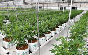 Medifarm is Australia's first operational medical cannabis farm.