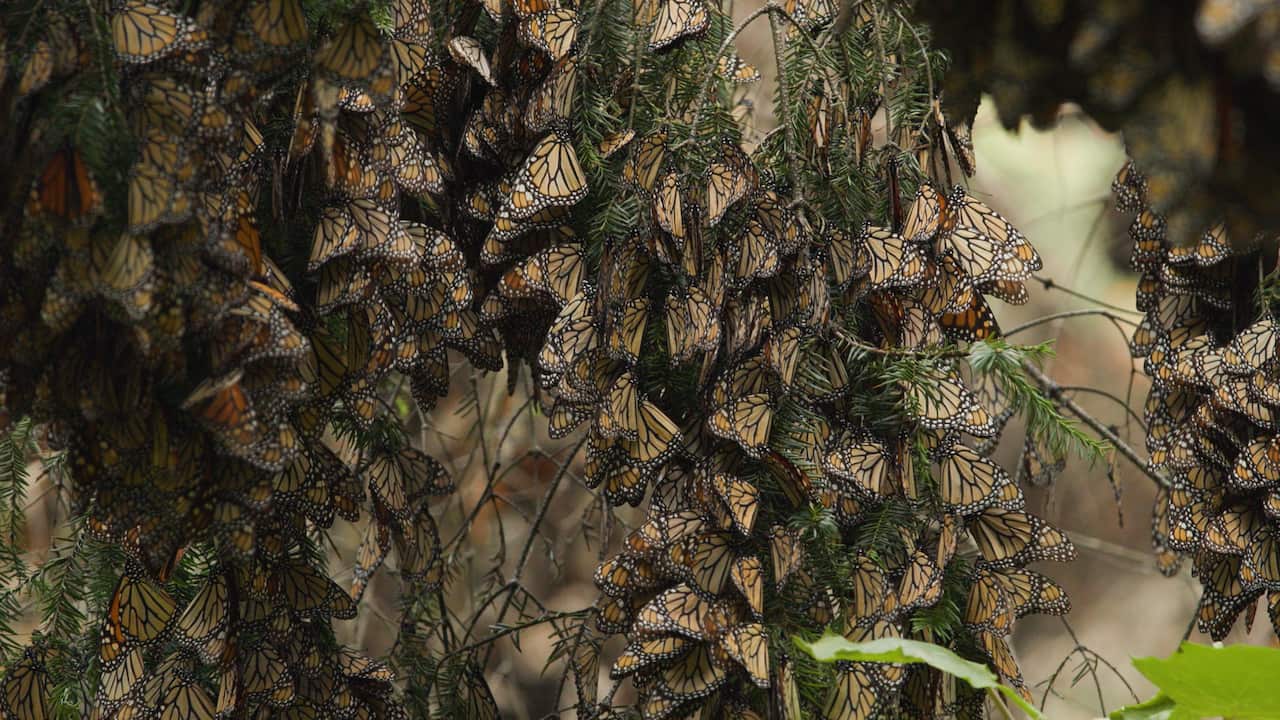 mariposas monarca