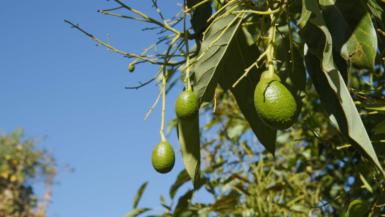 Aguacates México