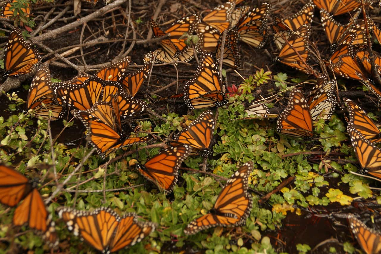 Las mariposas se agrupan durante la migración. 