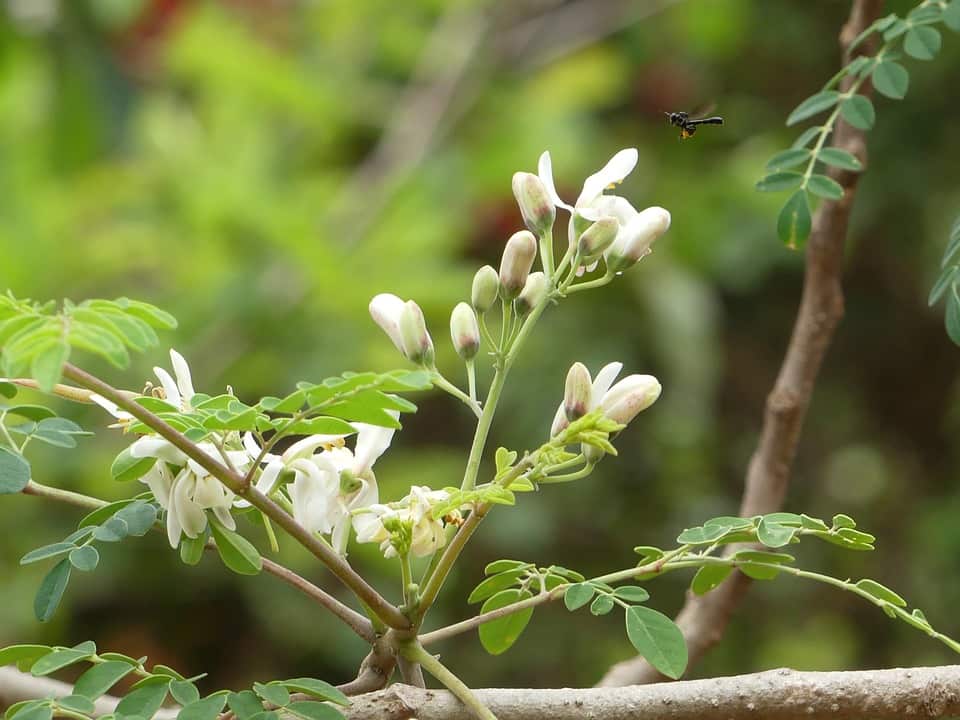 Moringa the miracle tree