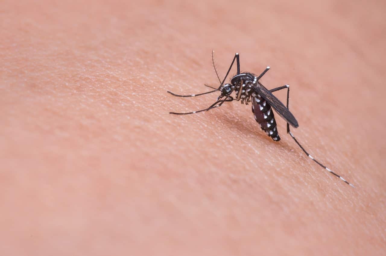 Japanese encephalitis is a mosquito-borne virus.