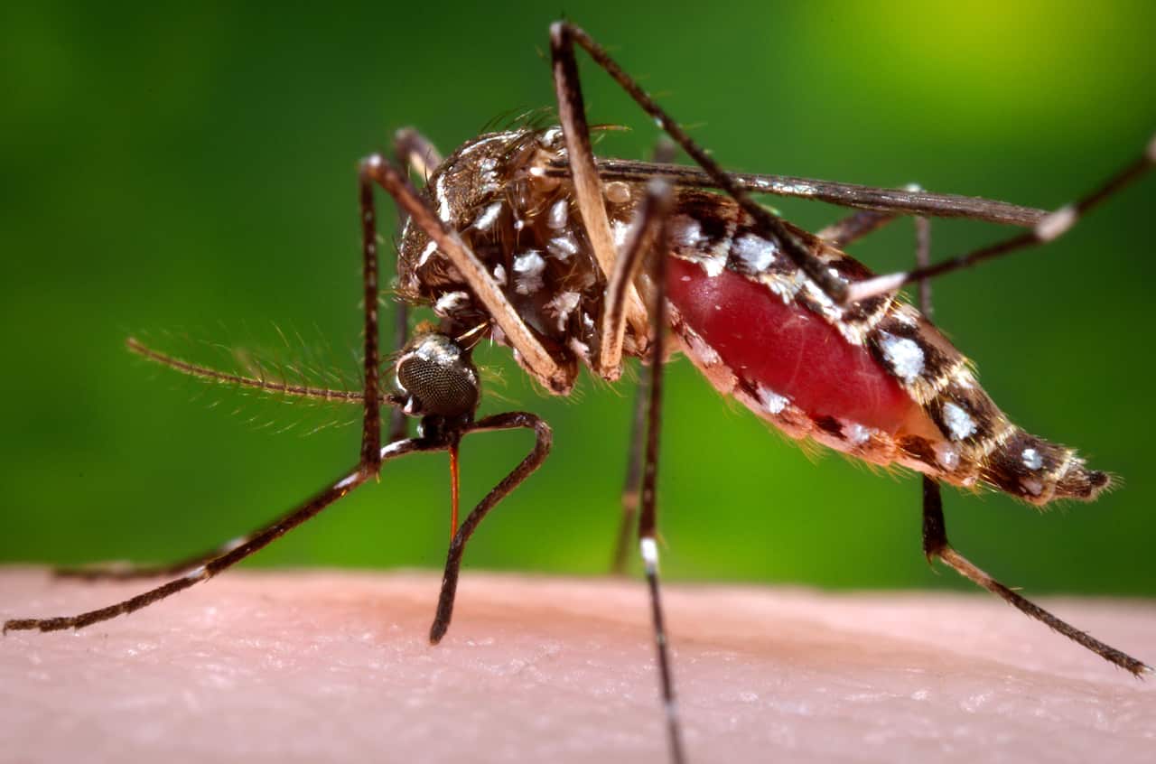 mosquito.jpg