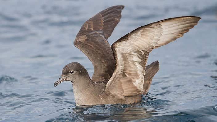 Short-tailed Shearwater (Puffinus tenuirostris), East of the Tasman Peninsula, Tasmania, Australia