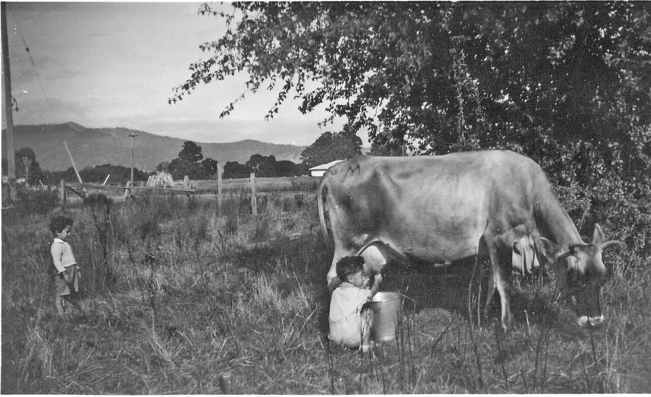 Young kids milking cows in Myrtleford