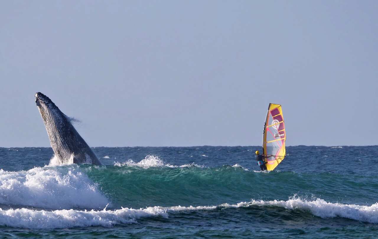 Federico Infantino whale