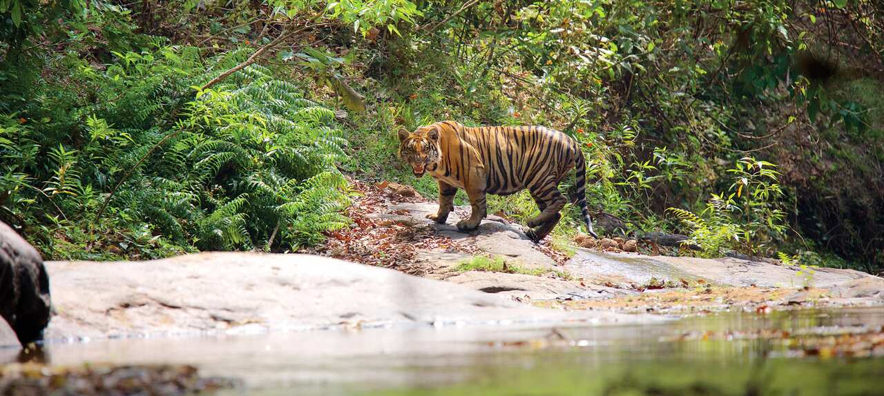 Wild life in kerala